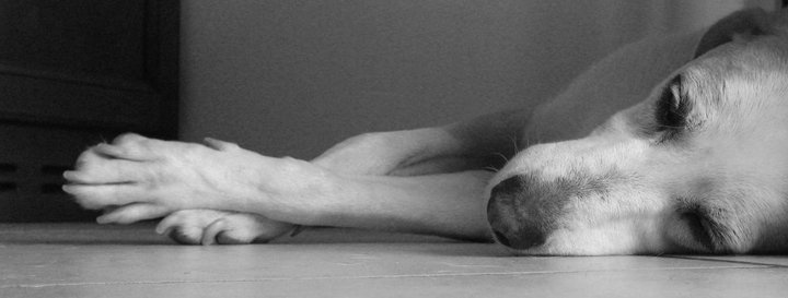 piedi